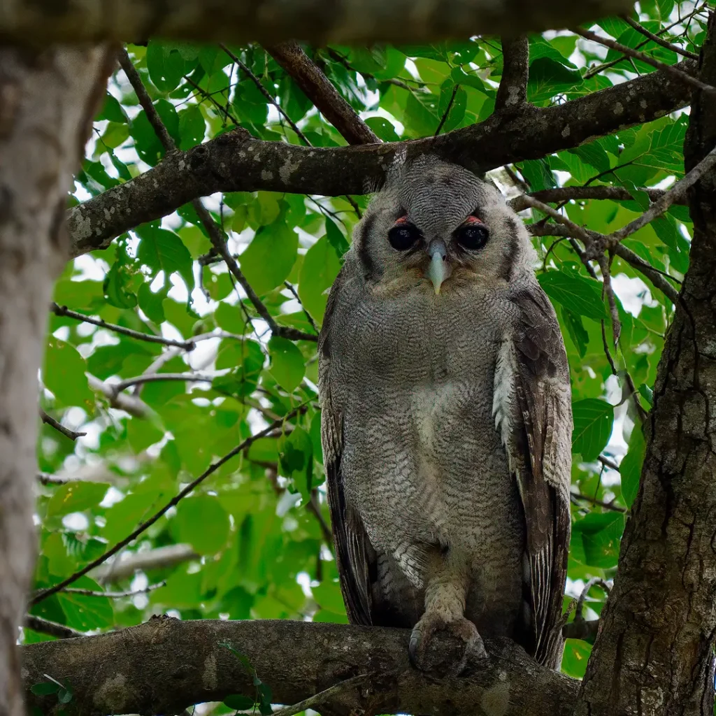 Jonge Verreaux’ oehoe zittend tussen bladeren in Krugerpark