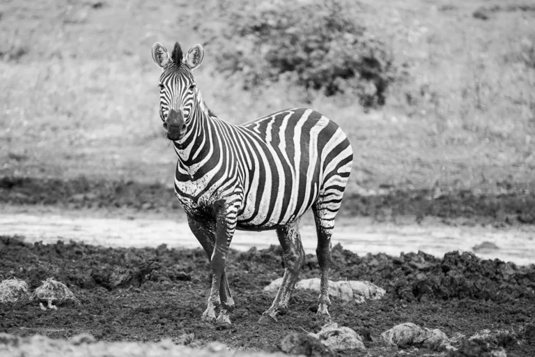 Zebra in zwart-wit vastgelegd