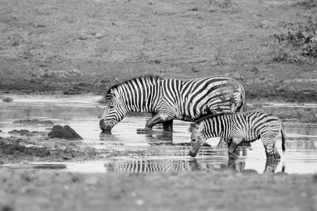 Zebra en haar jong staan samen bij een waterplaats