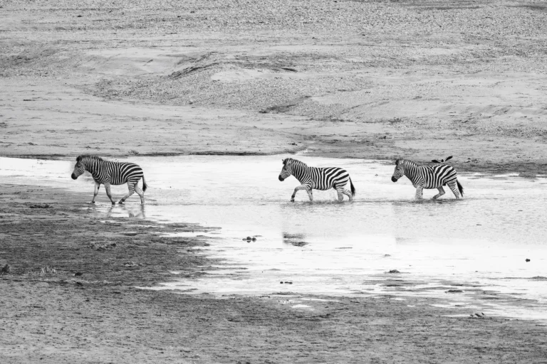 Drie zebra’s lopen door een droge rivierbedding in het Krugerpark