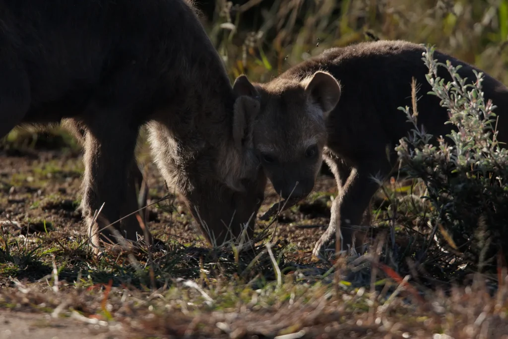 Hyena met jong binnen hechte clan in Afrikaanse wildernis