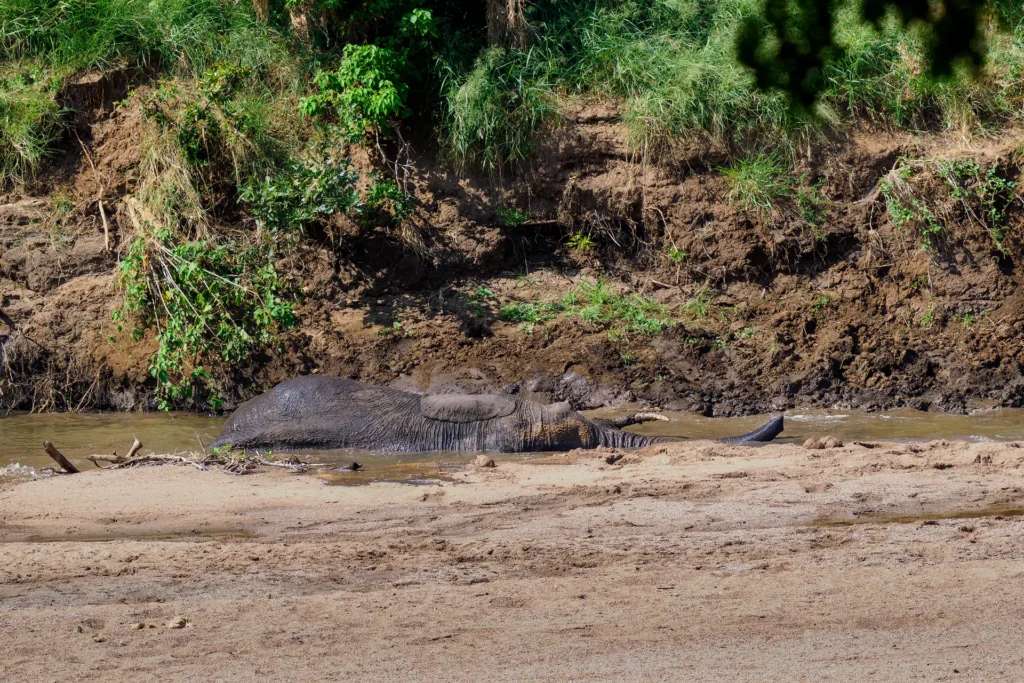 Afrikaanse olifant neemt modderbad in rivier voor verkoeling