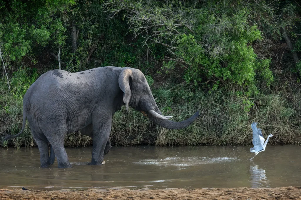 Afrikaanse olifant jaagt reiger op uit ondiepe rivier tijdens drinkmoment