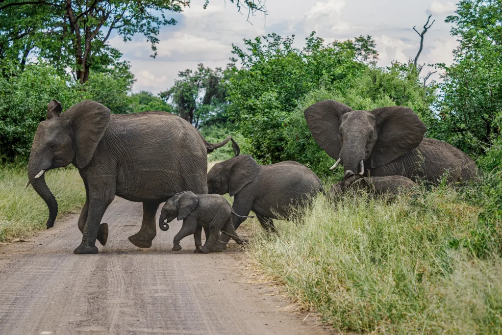 Afrikaanse olifantenfamilie steekt weg over tijdens safari