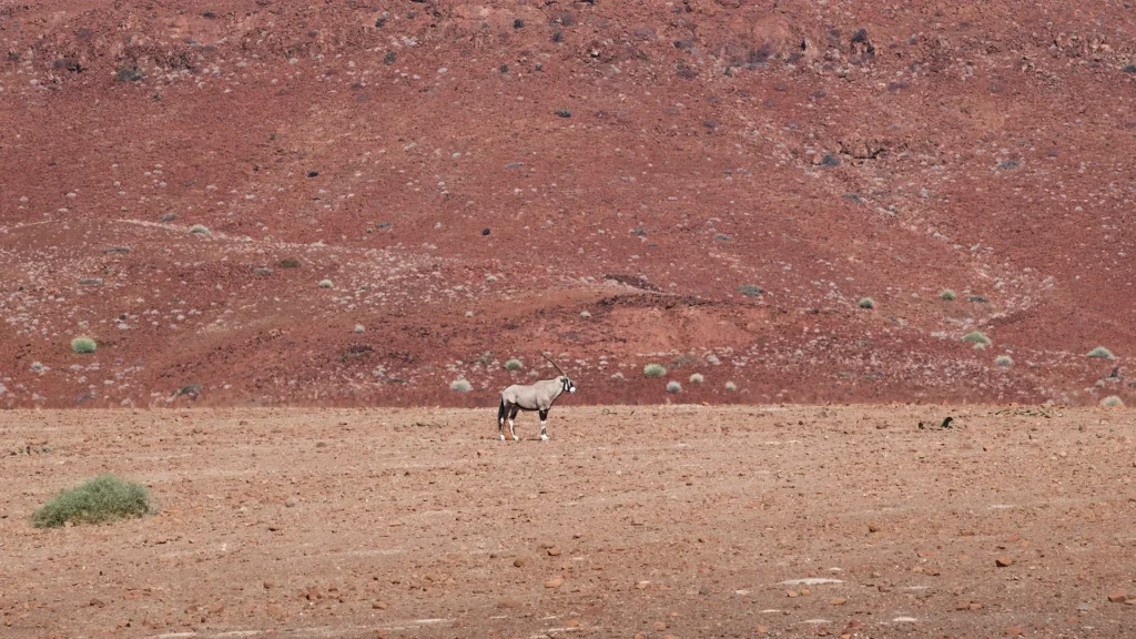 Oryx antilope staat in droog Namibisch woestijngebied