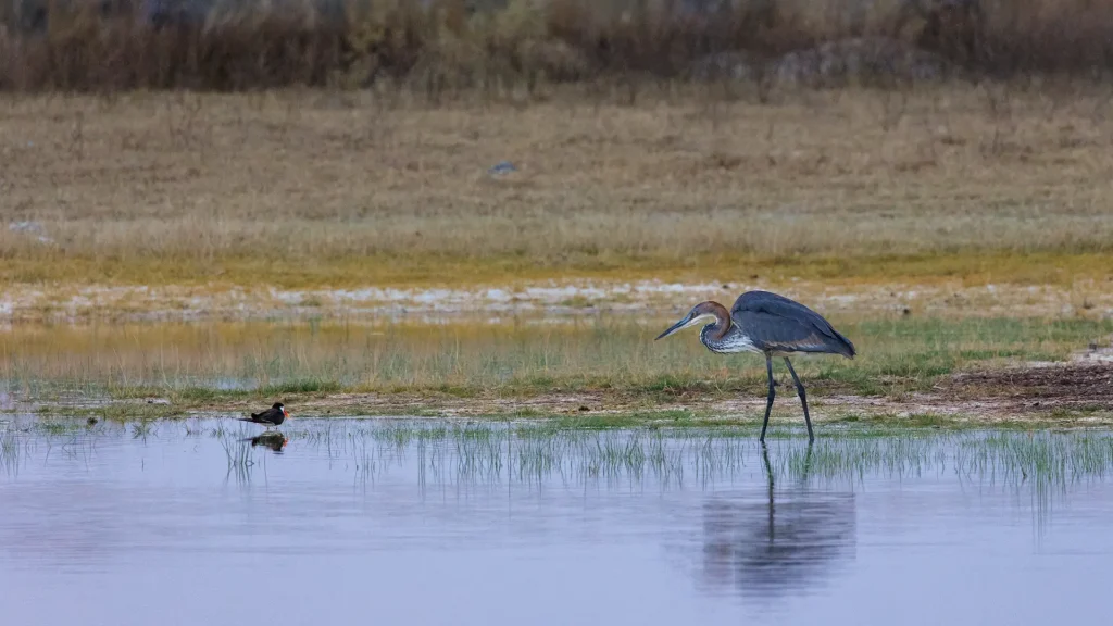 Reuzenreiger en schaarbek foerageren samen in ondiep wetland