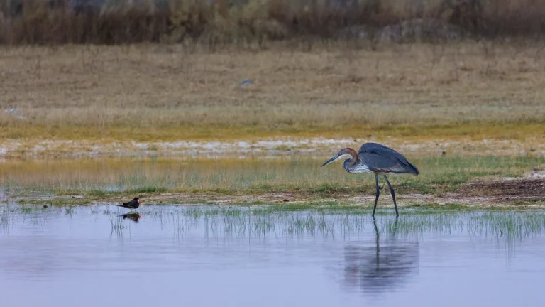 Reuzenreiger en schaarbek foerageren samen in ondiep wetland
