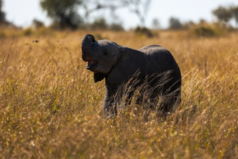 Jonge olifant staat trots in hoog gras van het Moremi Game Reserve