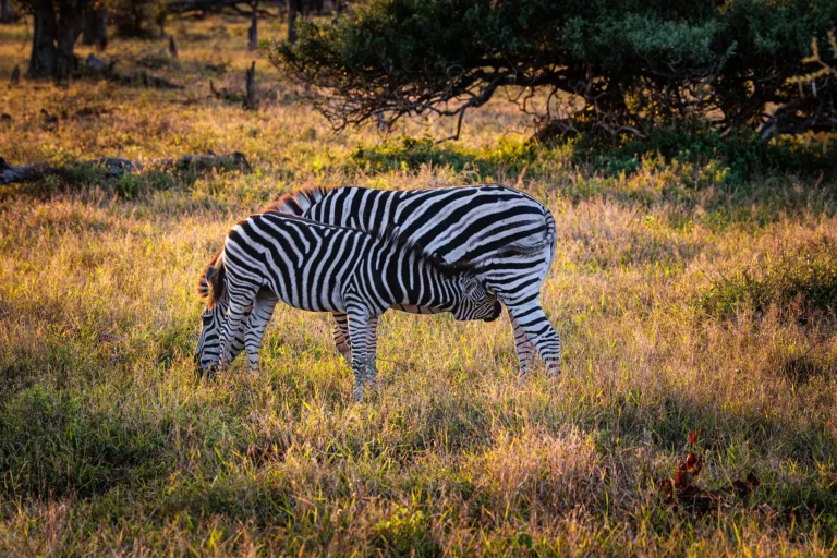 Terwijl een vrouwtjes zebra graast