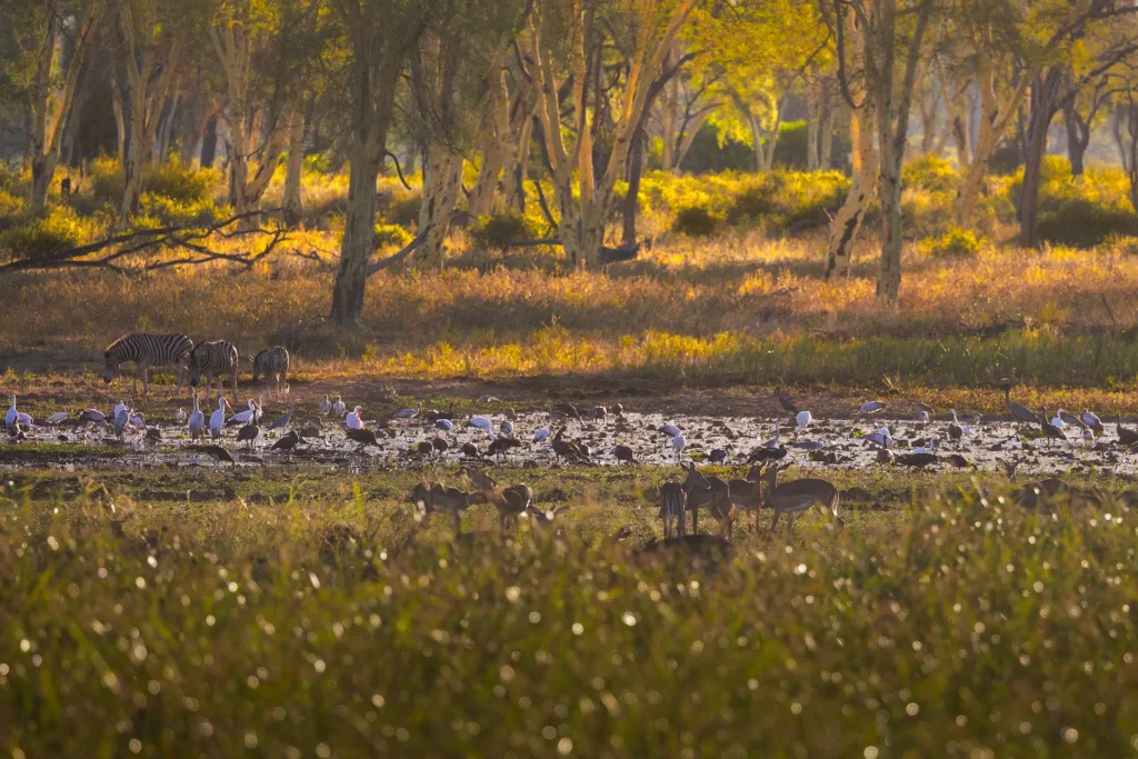 Watervogels verzamelen zich in Afrikaans wetland met rijk voedselaanbod