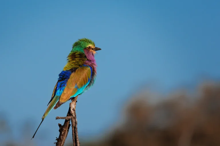Vorkstaartscharrelaar zit op tak in open landschap van Krugerpark