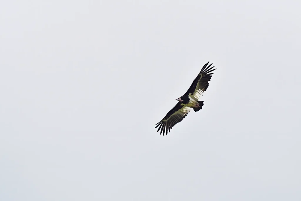 Witkopgier in volle vlucht tegen een lichte lucht