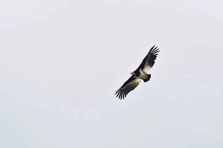 Witkopgier in volle vlucht tegen een lichte lucht
